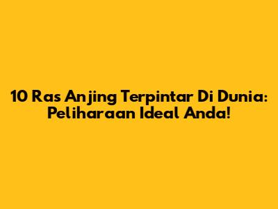 10 Ras Anjing Terpintar Di Dunia: Peliharaan Ideal Anda!