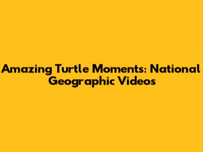 Amazing Turtle Moments: National Geographic Videos