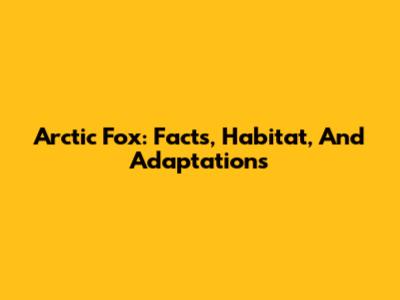 Arctic Fox: Facts, Habitat, And Adaptations