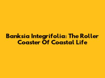 Banksia Integrifolia: The Roller Coaster Of Coastal Life