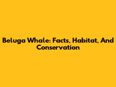 Beluga Whale: Facts, Habitat, And Conservation