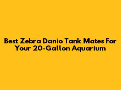 Best Zebra Danio Tank Mates For Your 20-Gallon Aquarium