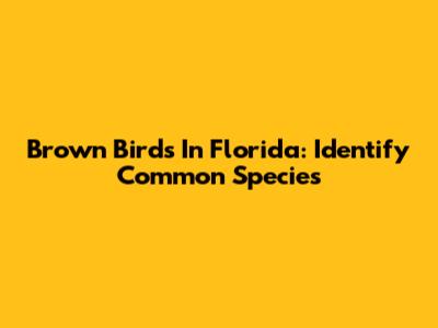 Brown Birds In Florida: Identify Common Species