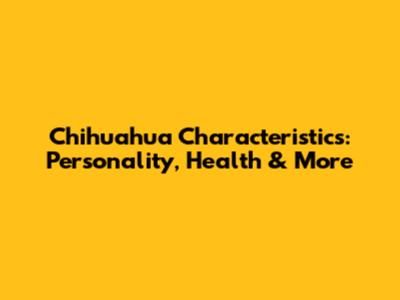 Chihuahua Characteristics: Personality, Health & More