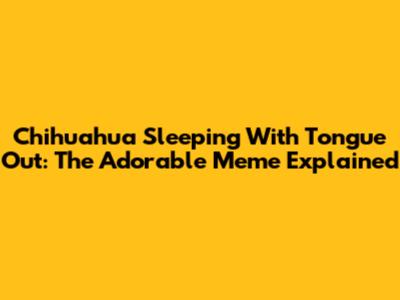 Chihuahua Sleeping With Tongue Out: The Adorable Meme Explained
