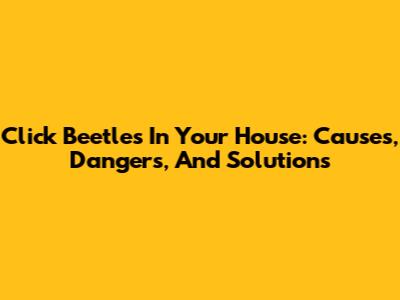 Click Beetles In Your House: Causes, Dangers, And Solutions