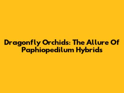 Dragonfly Orchids: The Allure Of Paphiopedilum Hybrids