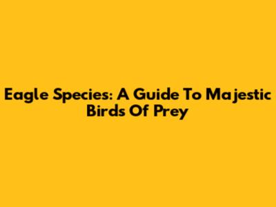 Eagle Species: A Guide To Majestic Birds Of Prey