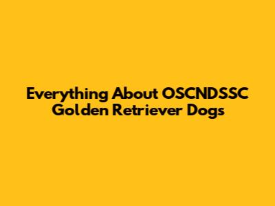 Everything About OSCNDSSC Golden Retriever Dogs