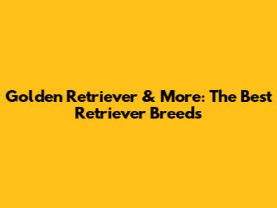 Golden Retriever & More: The Best Retriever Breeds