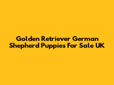 Golden Retriever German Shepherd Puppies For Sale UK