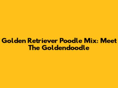 Golden Retriever Poodle Mix: Meet The Goldendoodle