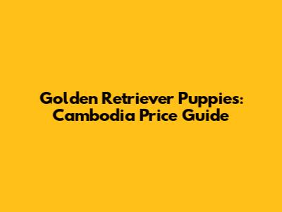Golden Retriever Puppies: Cambodia Price Guide