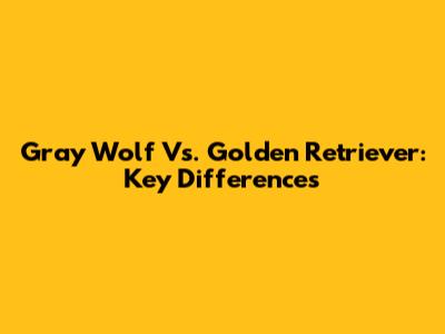 Gray Wolf Vs. Golden Retriever: Key Differences