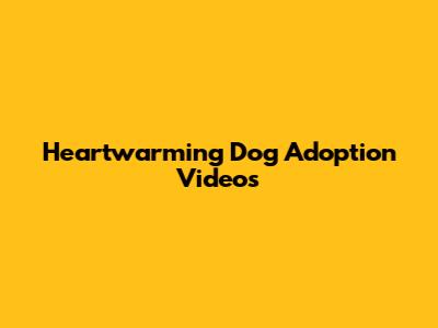 Heartwarming Dog Adoption Videos