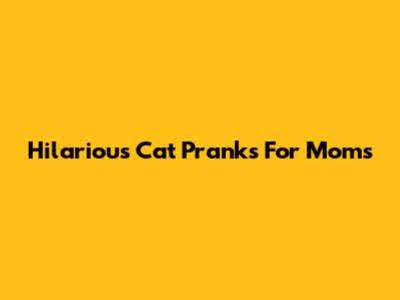 Hilarious Cat Pranks For Moms