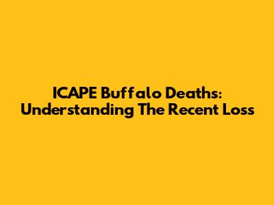 ICAPE Buffalo Deaths: Understanding The Recent Loss