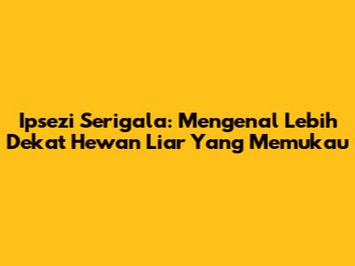 Ipsezi Serigala: Mengenal Lebih Dekat Hewan Liar Yang Memukau