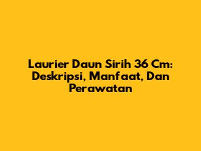 Laurier Daun Sirih 36 Cm: Deskripsi, Manfaat, Dan Perawatan