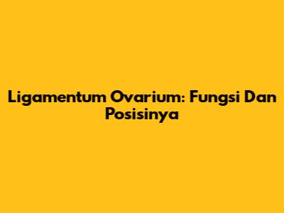 Ligamentum Ovarium: Fungsi Dan Posisinya