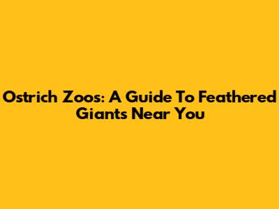 Ostrich Zoos: A Guide To Feathered Giants Near You