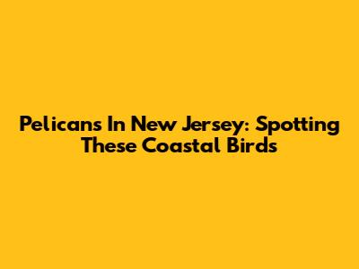 Pelicans In New Jersey: Spotting These Coastal Birds