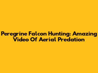 Peregrine Falcon Hunting: Amazing Video Of Aerial Predation