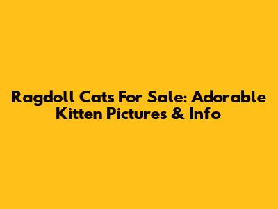 Ragdoll Cats For Sale: Adorable Kitten Pictures & Info