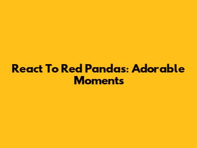 React To Red Pandas: Adorable Moments