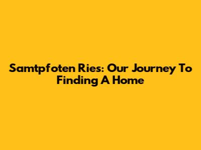 Samtpfoten Ries: Our Journey To Finding A Home