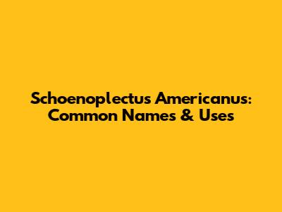 Schoenoplectus Americanus: Common Names & Uses