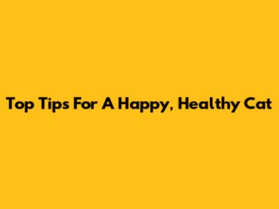 Top Tips For A Happy, Healthy Cat