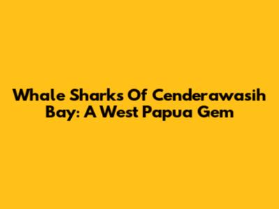 Whale Sharks Of Cenderawasih Bay: A West Papua Gem